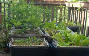 Step by step vegetable container garden