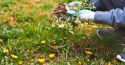 person removing weeds growing in yard