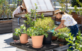 What is Urban Farming and is it Profitable?